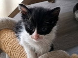 Cassie, adorable chatonne à adopter en association