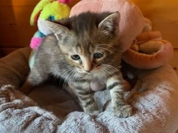 Gabin, chaton à adopter en association
