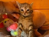 Gabin, chaton à adopter en association