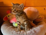 Gabin, chaton à adopter en association
