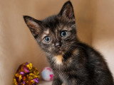 Arya, chatonne à adopter en association