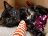 Arya, chatonne à adopter en association