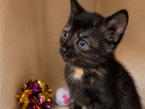 Arya, chatonne à adopter en association