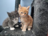 4 chatons mâles Maine Coon à vendre