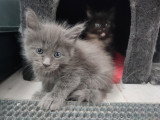 4 chatons mâles Maine Coon à vendre