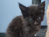 4 chatons mâles Maine Coon à vendre