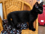 Kirikou, chaton à adopter en association