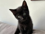 Kirikou, chaton à adopter en association