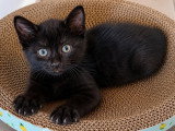 Kirikou, chaton à adopter en association