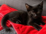 Kirikou, chaton à adopter en association