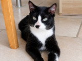 Minnie, jeune chatte à adopter en association