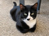 Minnie, jeune chatte à adopter en association