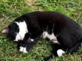 Minnie, jeune chatte à adopter en association