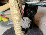 Pikwik, chaton à adopter en association