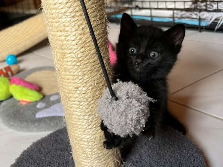 Pikwik, chaton à adopter en association