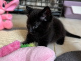 Pikwik, chaton à adopter en association