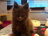 Chatons Maine Coon à vendre