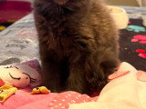 Chatons Maine Coon à vendre
