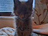 Chatons Maine Coon à vendre