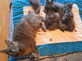 Chatons Maine Coon à vendre