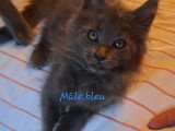 Chatons Maine Coon à vendre