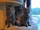 Chatons Maine Coon à vendre