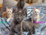 Chatons Maine Coon à vendre