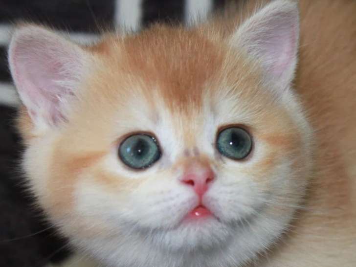 2 chatons femelles British Shorthair Golden Shell LOOF en vente