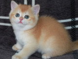 2 chatons femelles British Shorthair Golden Shell LOOF en vente
