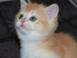 2 chatons femelles British Shorthair Golden Shell LOOF en vente
