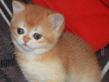 2 chatons femelles British Shorthair Golden Shell LOOF en vente