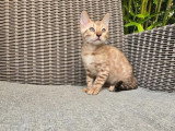 Chaton Bengal mâle inscrit au LOOF de mars 2026 à vendre