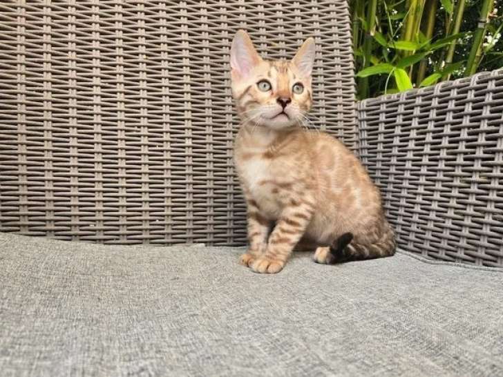 Chaton Bengal mâle inscrit au LOOF de mars 2026 à vendre