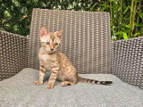 Chaton Bengal mâle inscrit au LOOF de mars 2026 à vendre
