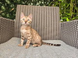 Chaton Bengal mâle inscrit au LOOF de mars 2026 à vendre