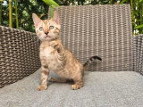 Chaton Bengal mâle inscrit au LOOF de mars 2026 à vendre