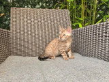 Chaton Bengal mâle inscrit au LOOF de mars 2026 à vendre