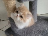 Chaton Persan mâle crème et blanc LOOF né en février 2026 à vendre