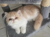 Chaton Persan mâle crème et blanc LOOF né en février 2026 à vendre