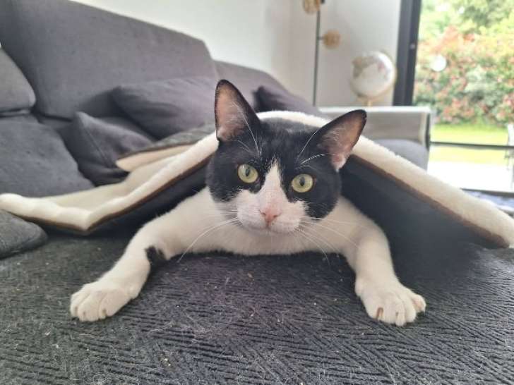 Oréo, petit coeur de 2 ans et demi à adopter en association