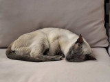 Mazurka, élégante Siamoise à adopter en association