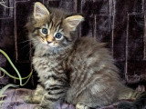 Adorable chatonne Maine Coon LOOF à vendre