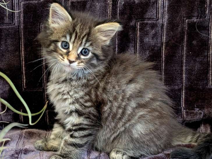 Adorable chatonne Maine Coon LOOF à vendre