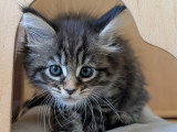 Adorable chatonne Maine Coon LOOF à vendre