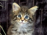 Adorable chatonne Maine Coon LOOF à vendre