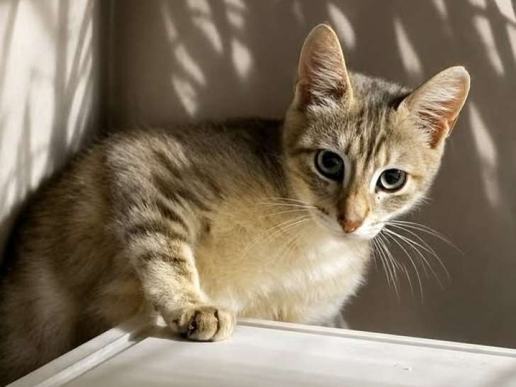 Cherche famille d'accueil en urgence pour Bichou, jeune chat de moins d'un an