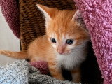 Buzz, chaton calme et doux à adopter en association