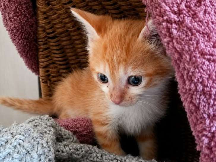 Buzz, chaton calme et doux à adopter en association