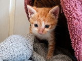 Buzz, chaton calme et doux à adopter en association