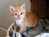 Buzz, chaton calme et doux à adopter en association